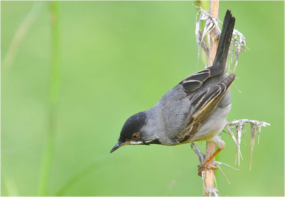 MASKENGRASMÜCKE, RÜPELL´S WARBLER, SYLVIA RUEPPELLI
