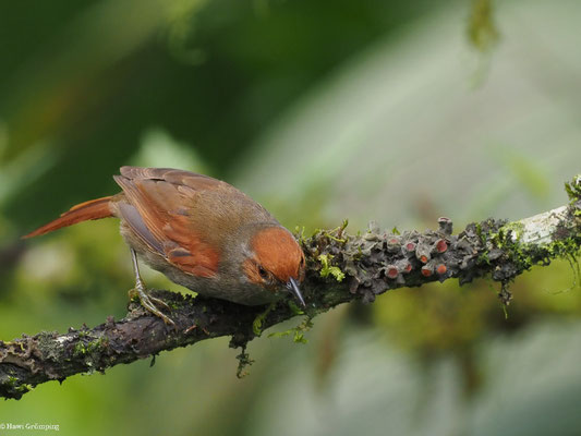 GRAUKEHLSCHLÜPFER, SLATY SPINETAIL - SYNALLAXIS BRACHYURA