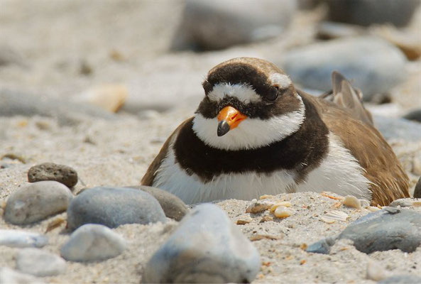 SANDREGENPFEIFER, RINGED PLOVER, CHARADRIUS HIATICULA