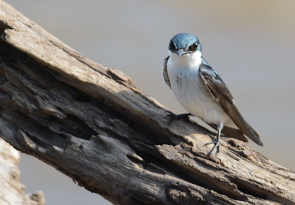 MANGROVENSCHWALBE, MANGROVE SWALLOW, TACHYCINETA ALBILINEA