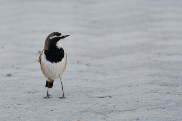 ERDSCHMÄTZER, CAPPED WHEATEAR, OENANTHE PILEATA