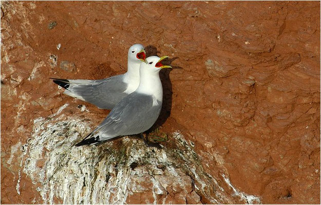 DREIZEHENMÖWE, BLACK-LEGGED KITTIWAKE, RISSA TRIDACTYLA