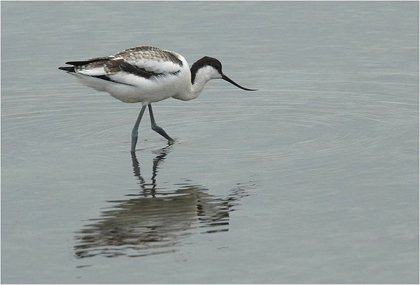 SÄBELSCHNÄBLER, AVOCET, RECURVIROSTRA AVOSETTA