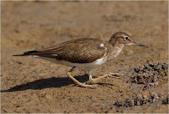 FLUSSUFERLÄUFER, COMMON SANDPIPER, ACTITIS HYPOLEUCOS
