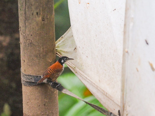 KASTANIENZAUNKÖNIG, BAY WREN - CANTORCHILUS  NIGRICAPILLUS