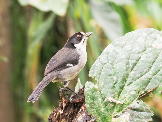 Spiegelbuschammer, White-winged Brush-Finch - Atlapetes leucopterus