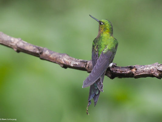 LANGSCHWANZHÖSCHENKOLIBRI, SAPPHIRE-VENTED PUFFLEG - ERIOCNEMIS LUCIANI