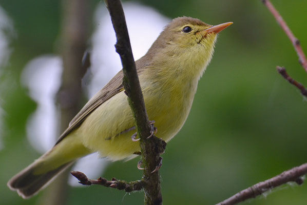 GELBSPÖTTER, ICTERINE WARBLER, HIPPOLAIS ICTERINA