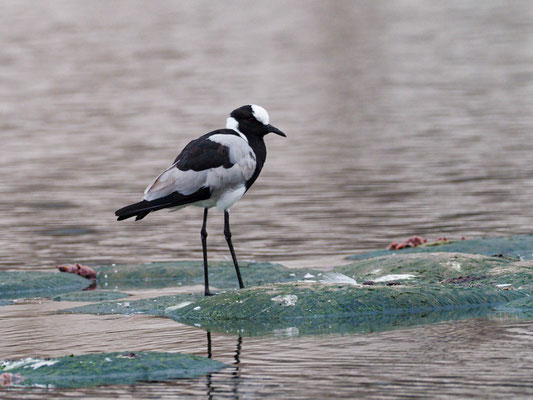 Waffenkiebitz, blacksmith lapwing, vanellus armatus