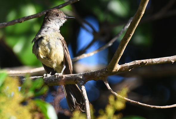 KURZSCHOPFTYRANN, SHORT-CRESTED FLYCATCHER, MYIARCHUS FEROX