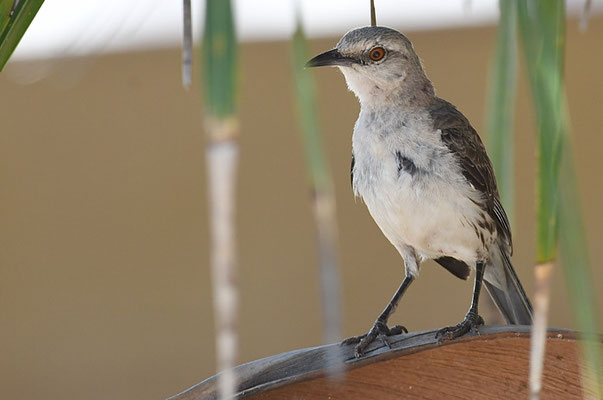 Campos-Spottdrossel, Chalk-browed mockingbird, Mimus saturninus