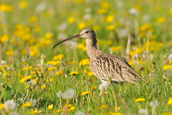 BRACHVOGEL, CURLEW, NUMENIUS ARQUATA