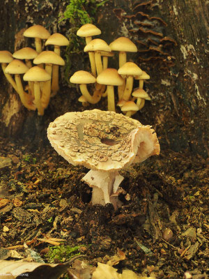 Perlpilz - Amanita rubescens