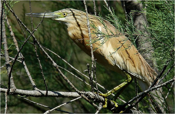 RALLENREIHER, SQUACCO HERON, ARDEOLA RALLOIDES