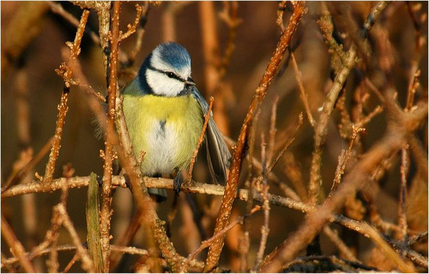 BLAUMEISE, BLUE TIT, CYANISTES CAERULEUS
