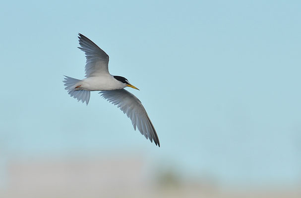 ZWERGSEESCHWALBE, LITTLE TERN, STERNULA ALBIFRONS