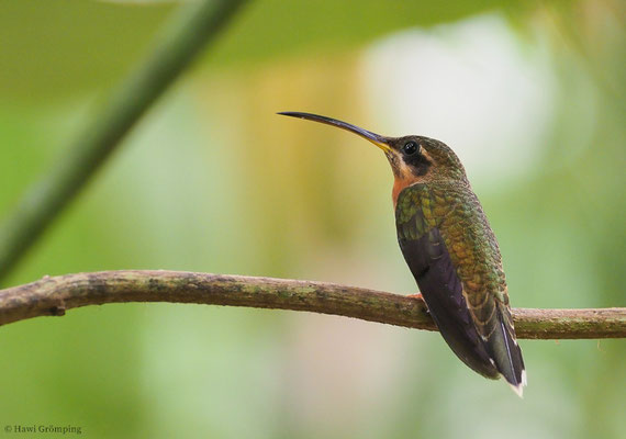 KUPFERSCHATTENKOLBRI, BRONZY HERMIT, GLAUCIS AENEUS