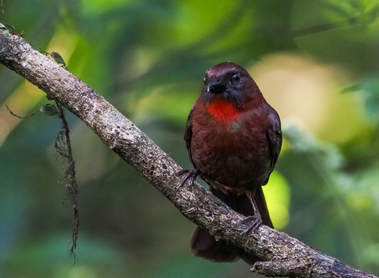 ROTKEHL-AMEISENTANGARE, RED-THROATED ANT-TANAGER, HABIA FUSCICAUDA 