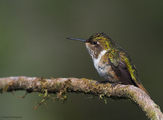 VULKANELFE, VULCANO HUMMINGBIRD, SELASPHORUS FLAMMULA