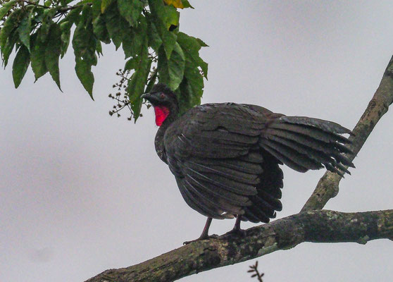 ROSTBAUCHGUAN, CRESTED GUAN, PENELOPE PURPURASCENS