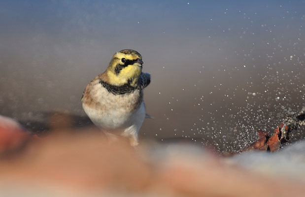 OHRENLERCHE, SHORE LARK (HORNED LARK), EREMOPHILA ALPESTRIS