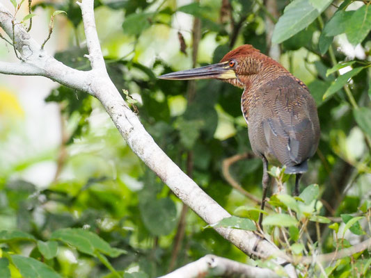 Marmorreiher, Rufescent Tiger-Heron - Tigrisoma lineatum