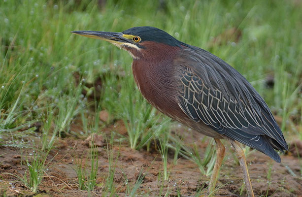 GRÜNREIHER, GREEN HERON, BUTORIDES VIRESCENS