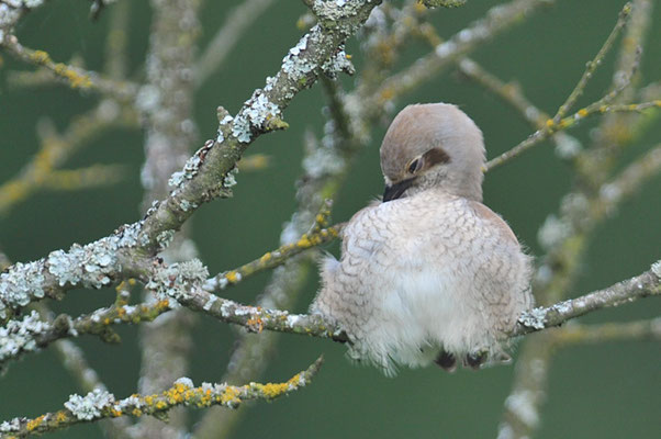 NEUNTÖTER, RED-BACKED SHRIKE, LANIUS COLLURIO