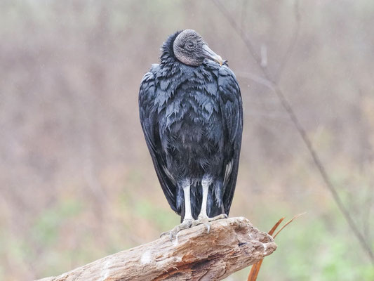 Rabengeier, Black Vulture - Coragyps atratus