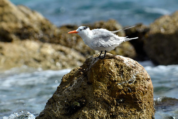KÖNIGSSEESCHWALBE, ROYAL TERN, THALASSEUS MAXIMA