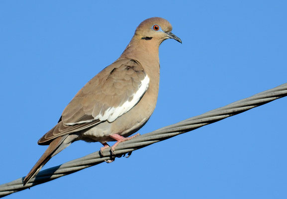 WEISSFLÜGELTAUBE, WHITE-WINGED DOVE, ZENAIDA ASIATICA