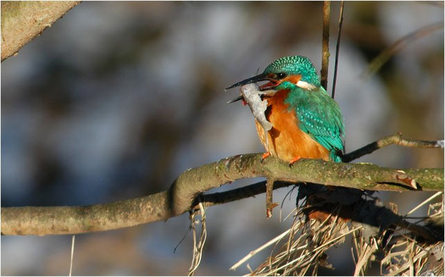EISVOGEL, COMMON KINGFISHER, ALCEDO ATTHIS