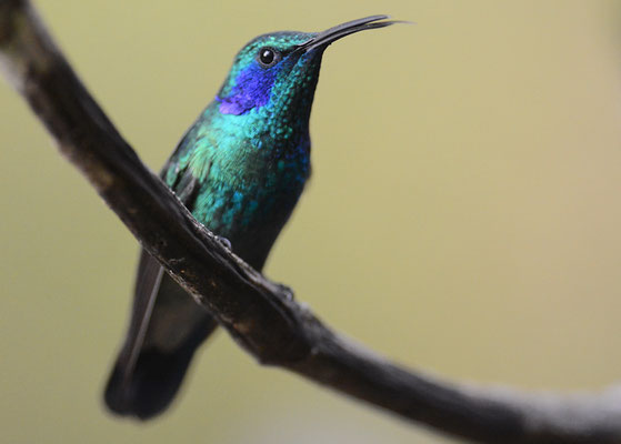 KLEINER VEILCHENOHRKOLIBRI, GREEN VIOLET-EAR, COLIBRI THALASSINUS