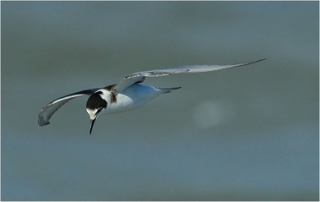 TRAUERSEESCHWALBE, BLACK TERN, CHLIDONIAS NIGER