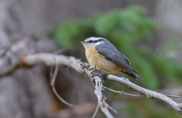 KANADAKLEIBER, RED-BREASTED NUTHATCH, SITTA CAROLINENSIS