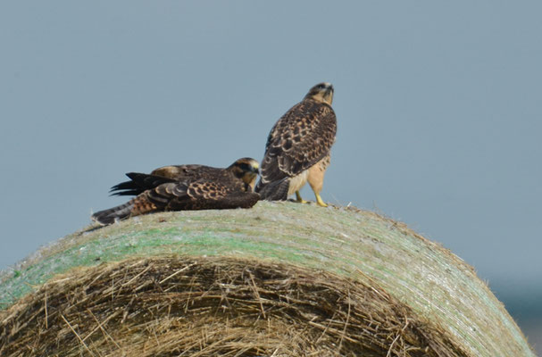 PRÄRIEBUSSARD, SWAINSON´S HAWK, BUTEO SWAINSONI
