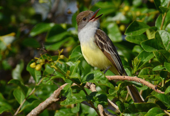 BRAUNSCHOPFTYRANN, BROWN-CRESTED FLYCATCHER, MYIARCHUS TYRANNULUS