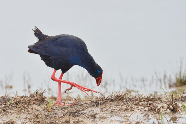 PURPURHUHN, PURPLE SWAMPHEN, PORPHYRIO PORPHYRIO