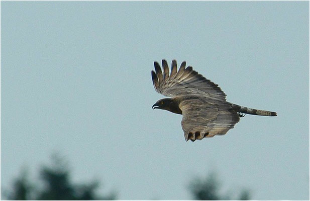 WESPENBUSSARD, HONEY BUZZARD, PERNIS APIVORUS