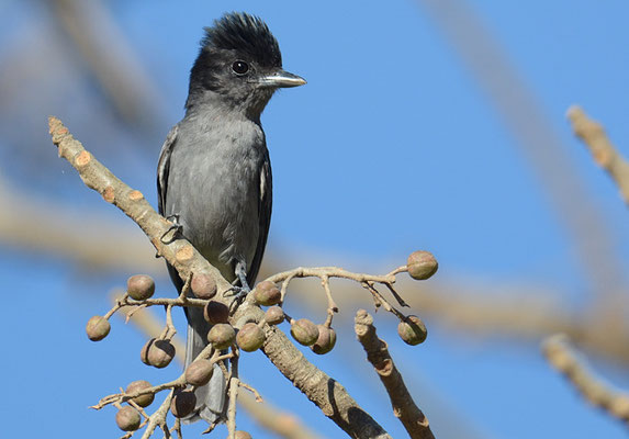 TRAUERSCHNÄPPERTYRANN, DARK PEWEE, CONTOPUS LUGUBRIS