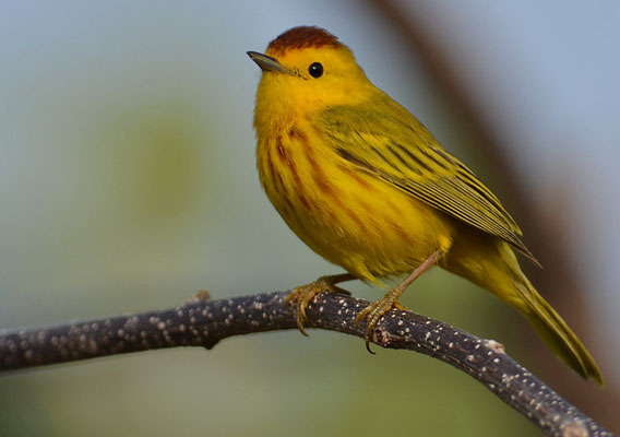 GOLDWALDSÄNGER, YELLOW WARBLER, DENDROICA PETECHIS RUFOPILEATA