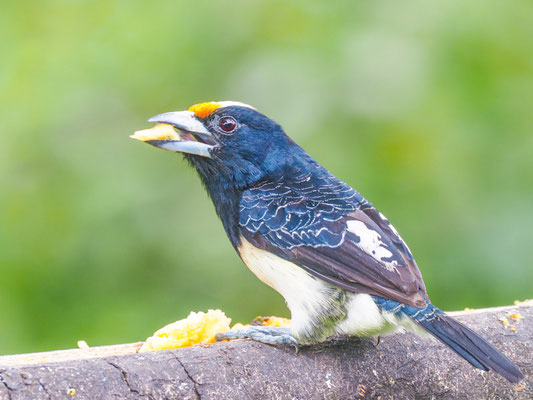 Weißnackenbartvogel, Orange-fronted Barbet - Capito squamatus