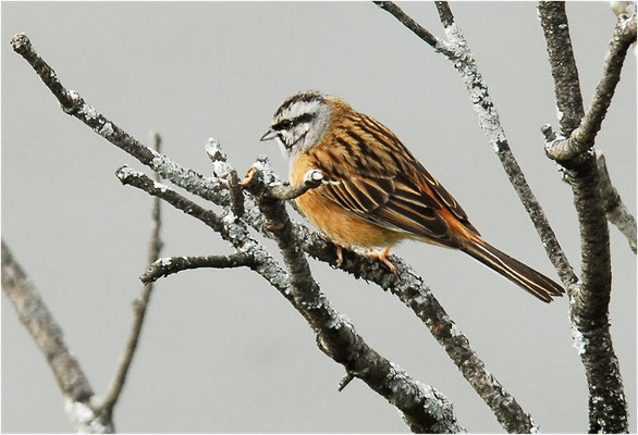 ZIPPAMMER, ROCK BUNTING, EMBERIZA CIA