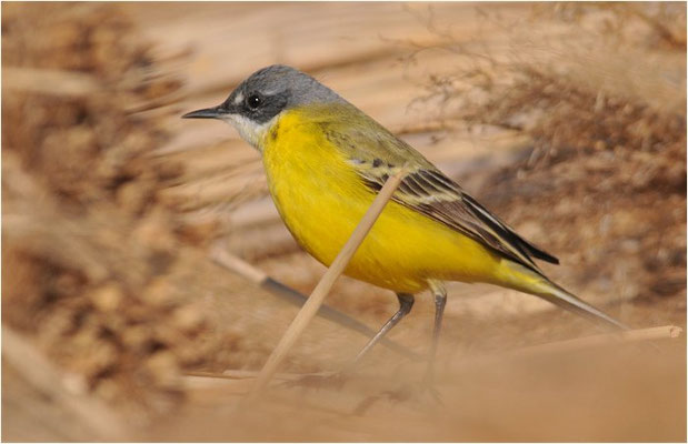 IBERISCHE SCHAFSTELZE, YELLOW WAGTAIL, MOTACILLA IBERIAE