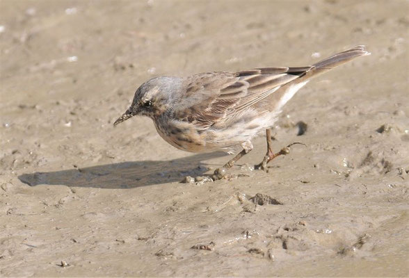 BERGPIEPER, WATER PIPIT, ANTHUS SPINOLETTA