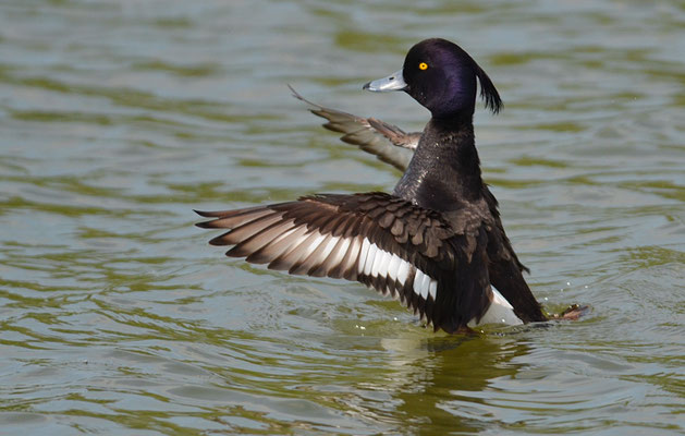 REIHERENTE, TUFTED DUCK, AYTHYA FULIGULA