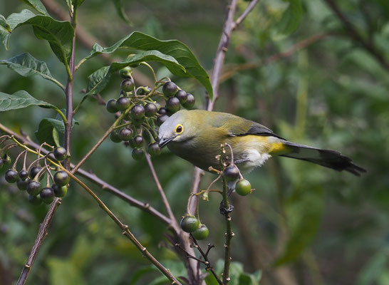 LANGSCHWANZ-SEIDENSCHNÄPPER, LONG-TAILED SILKY FLYCATCHER, PTILOGONYS CAUDATUS