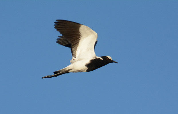 WAFFENKIEBITZ, BLACKSMITH LAPWING, VANELLUS ARMATUS