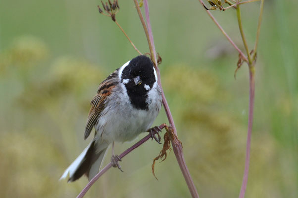 ROHRAMMER, REED BUNTING, EMBERIZA SCHOENICLUS