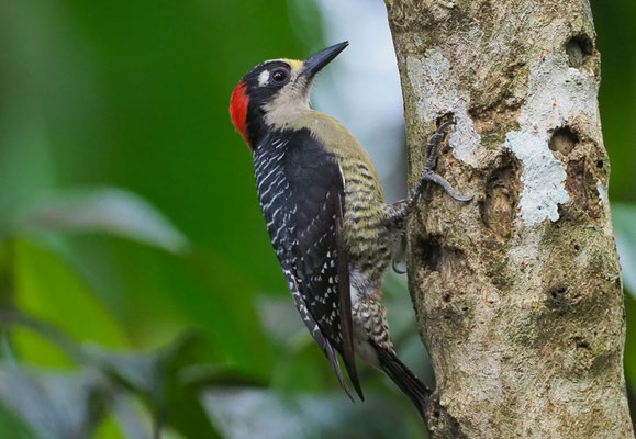 SCHLÄFENFLECKENSPECHT, BLACK-CHEEKED WOODPECKER, MELANERPES PUCHERANI